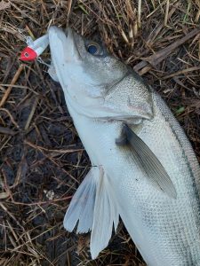 ★☆★霞水系シーバス釣果報告2★☆★