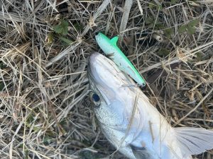 ★☆★霞水系シーバス釣果報告☆★☆