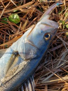 ★☆★霞水系シーバス釣果報告!!★☆★