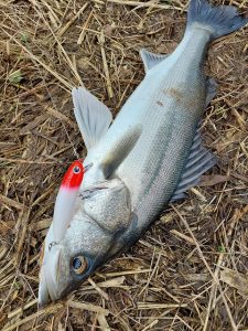 ★☆★霞水系シーバス釣果報告!!★☆★