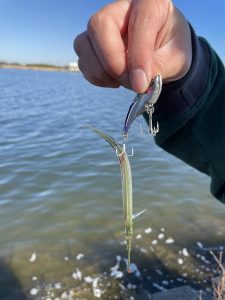 ★☆★霞水系＆利根川河口シーバス釣果報告!!★☆★