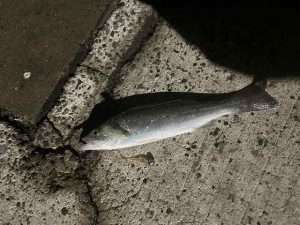 ★☆★波崎新港釣果報告☆★☆