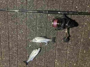 ★☆★利根川河口釣果報告！☆★☆