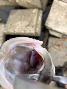 ★☆★涸沼シーバス釣果情報☆★☆