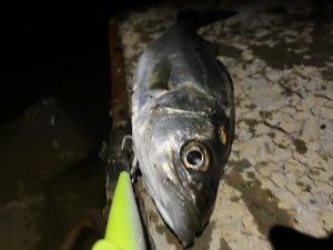 ★☆★涸沼・那珂川シーバス☆★☆