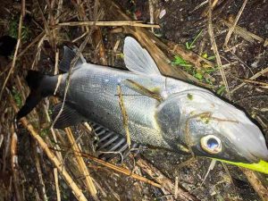 ★☆★涸沼シーバス釣果☆★☆