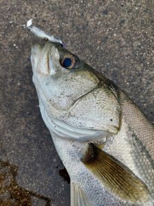 ★☆★霞水系シーバス釣果報告!!★☆★