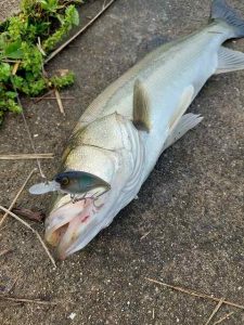 ★☆★霞水系シーバス釣果報告!!★☆★