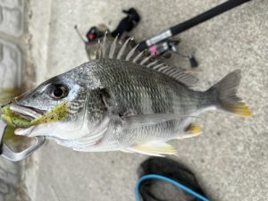 ★☆★涸沼水系釣果情報！！★☆★