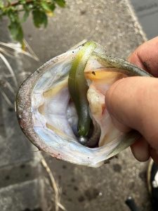 ★☆★鰐川水系バス釣果報告☆★☆