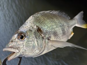 ★☆★涸沼川釣果情報！！★☆★
