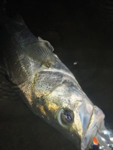 ★☆★涸沼シーバス釣果情報☆★☆