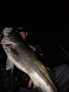 ★☆★涸沼シーバス釣果情報☆★☆