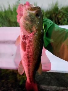 ★☆★霞水系釣果報告!!★☆★