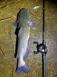★☆★霞ヶ浦水系釣果報告🎣★☆★