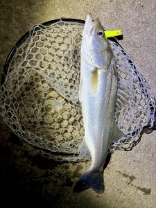 霞水系釣果🐟