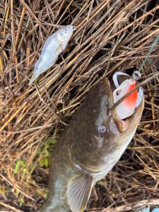 ♡つぶらな瞳のナマズ釣果報告♡
