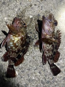 大きなガシラが釣れました！