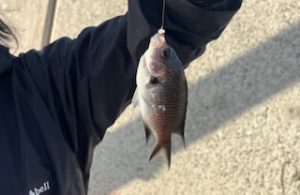 観光ついでのちょい釣り！
