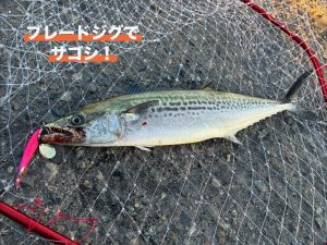 サゴシ、サワラ狙ってみませんか？