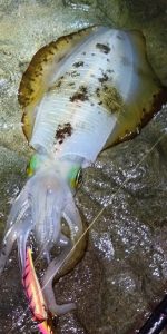 🦑アオリイカ800g出ました🦑