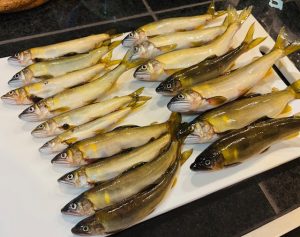 最新入荷＆アユ釣り釣果情報