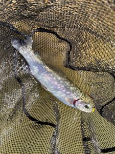 エリアトラウト釣果情報！！