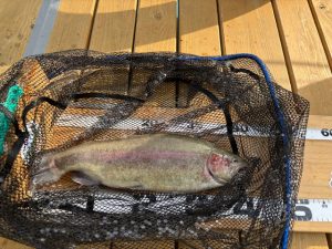 トラウト釣果情報！！