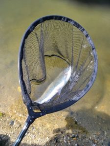 エリアトラウト釣果情報！！