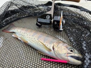 エリアトラウト釣果情報！