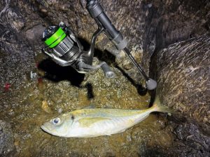 山形で尺アジ🐟
