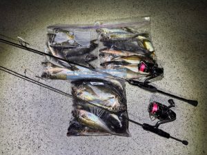 最近の釣果報告❗爆釣爆釣