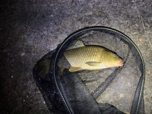 釣果情報と「スタッフ募集」
