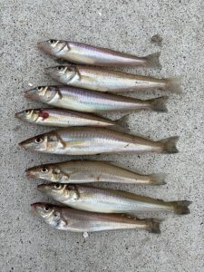 まだまだキス釣れてます！！