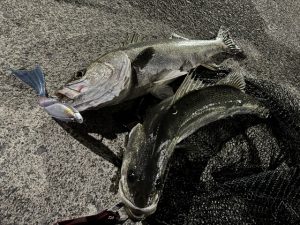 釣果＆割引キャンペーン