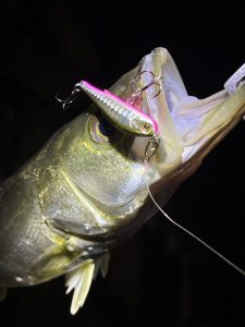 シーバス釣りへ🐟