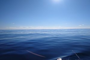相模湾五目釣り挑戦~🎣