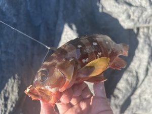 静岡へ釣りに行ってきました🎣