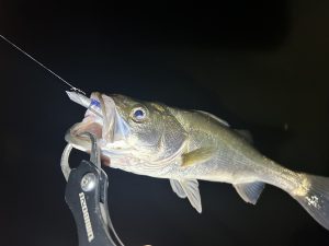 荒川シーバスへ行ってきました🎣