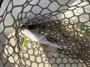 ﾎﾞｰﾄｼｰﾊﾞｽに行ってきました♪