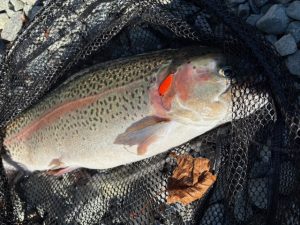 うらたんざわ渓流釣場に行ってきました♪