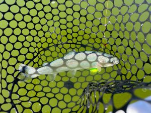 加須はなさき公園に行ってきました🎣