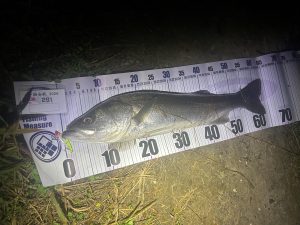旧江戸川へ行ってきました🎣