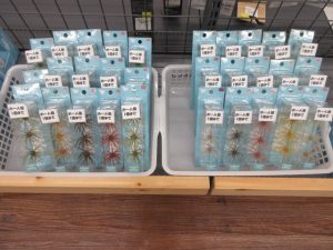 9月１２日本日発売開始！