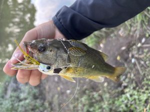 元荒川バス釣果情報☆