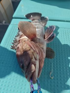 本気で高級魚を狙いに大原へ