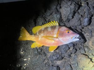 【板橋店】伊豆大島地磯の釣果情報&中古ルアー大量入荷のお知らせ