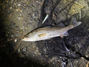 【板橋店】多摩川シーバス調査！