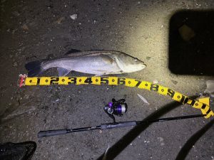 【板橋店】多摩川シーバス釣果情報と新品ソルトルアー入荷情報！