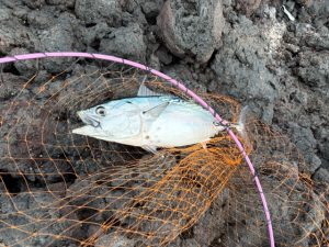 【板橋店】伊豆大島遠征～地磯～